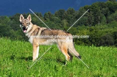 Czechoslovakian wolfdog (aka Ceskoslovensky Vlcak) in field