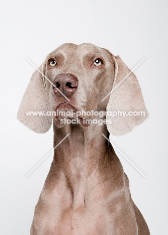 Weimaraner in studio.