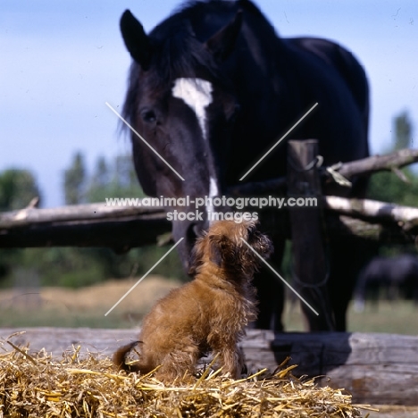 undocked griffon puppy nuzzled by horse