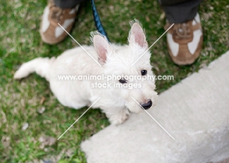 wheaten Scottish Terrier puppy sitting between owner's feet