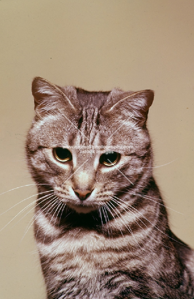 tabby cat, silver, portrait