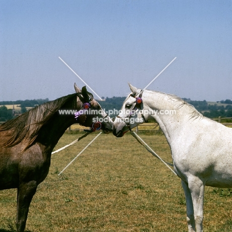 Zaria and Sharia, two Arab UK mares heads and shoulders