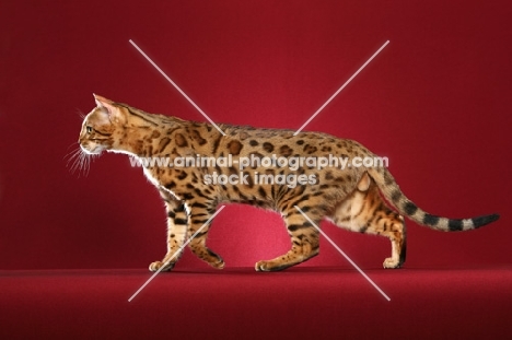 Bengal cat walking on red background