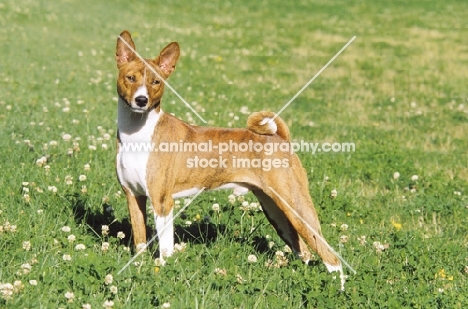 Basenji, side view on grass