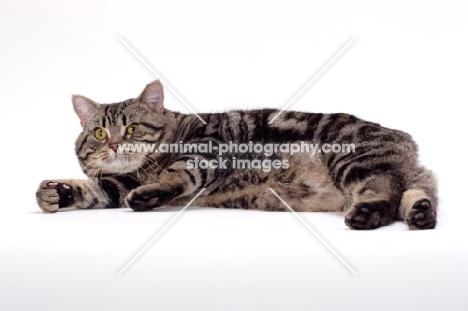 Brown Classic Tabby Manx cat lying down