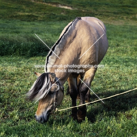 Maihelten 1692, Fjord Pony grazing in Norway showing trim of mane