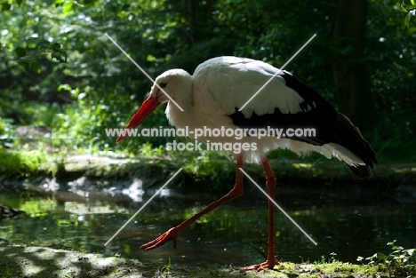 stork walking