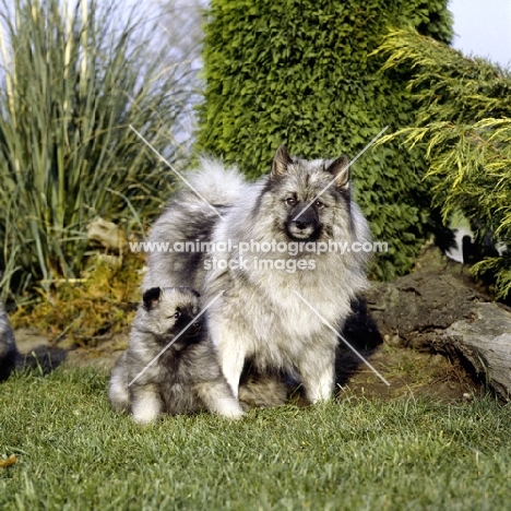 keeshond with puppy (by kind permission of Edward Arran)