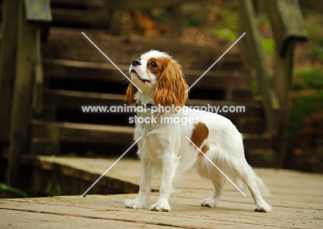 Cavalier King Charles standing on path in front of stairs. 
