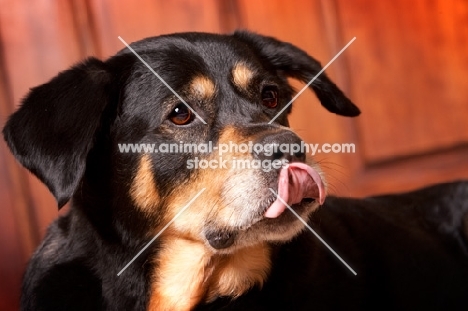 Rottweiler mix with tongue out