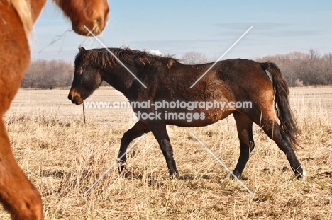 brown Morgan Horse, walking 