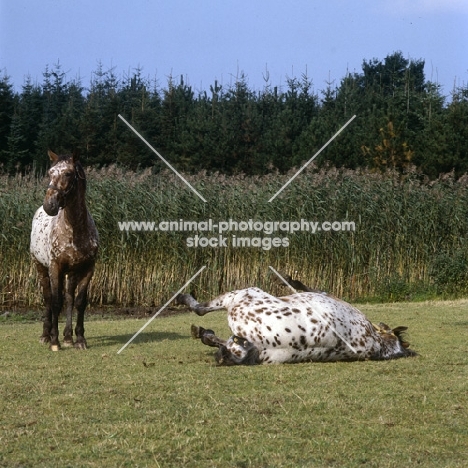 two knabstrup horses, tobias lyshøy, lisa-lotte lyshøy, one rolling, with reed background, not impressed he's thinking