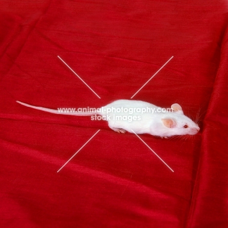 albino mouse on red fabric