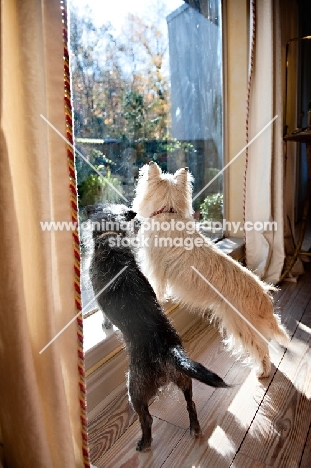 two terrier mixes looking out window together