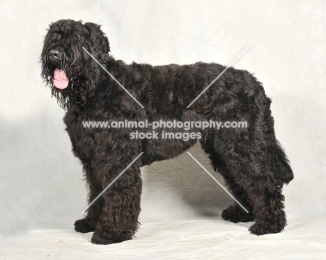 Black Russian Terrier