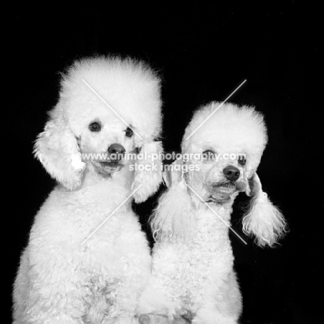 two miniature poodles in pet clip