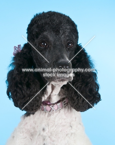 Poodle on light blue background