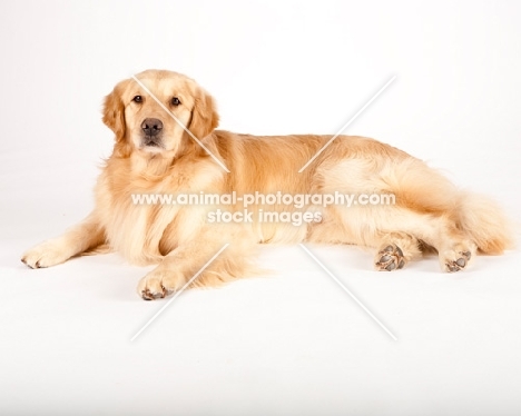 Golden retriever lying down