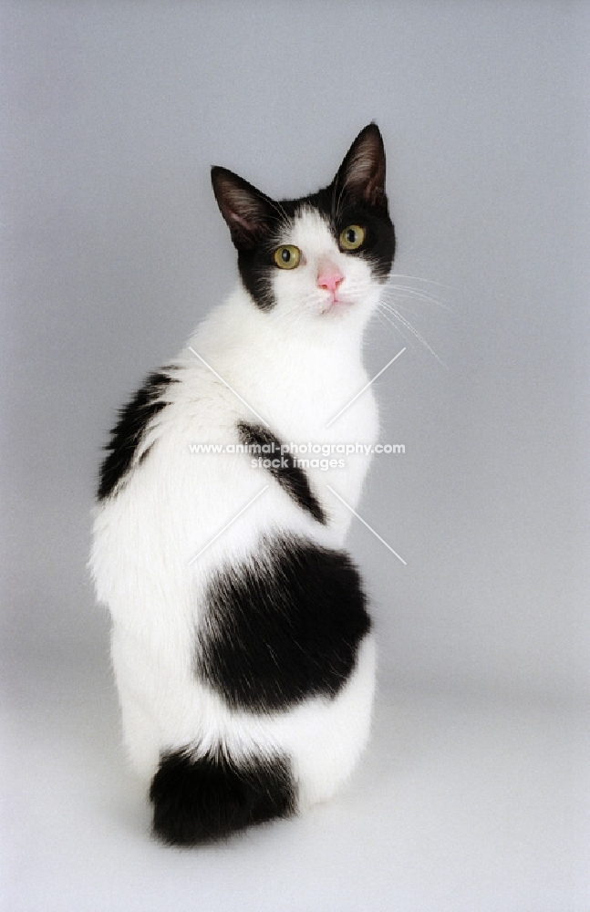 black and white japanese bobtail cat