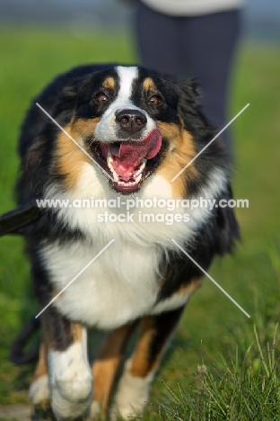 black tri colour australian shepherd running in the grass, owner in the background