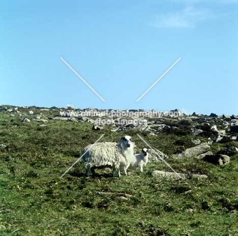 rough fell ewe with lamb on dartmoor