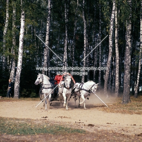 troika with three russian stallions, tersk, orlov trotter, tersk in moscow forest