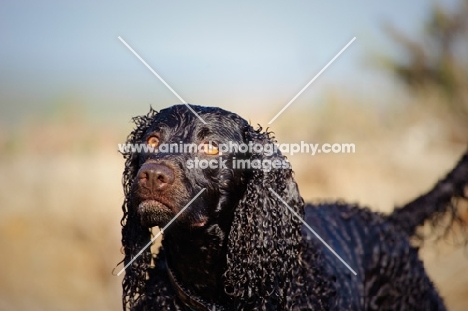 alert American Water Spaniel