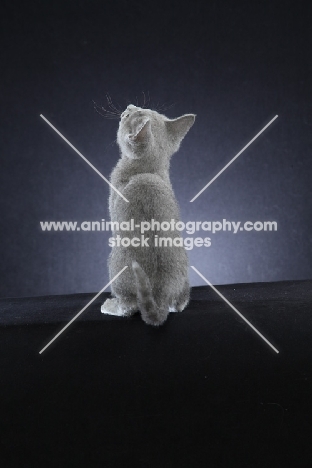 cute little 10 week old Russian Blue kitten, back view