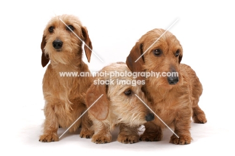 three Dachshunds (Miniature Wire) in studio