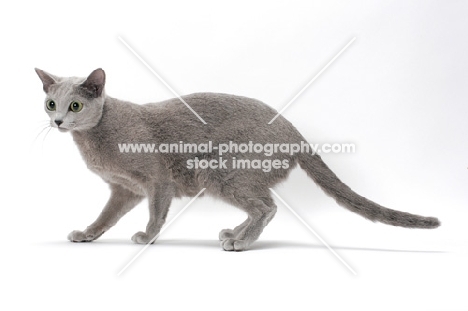 Russian Blue cat walking on white background