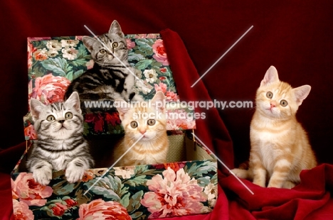 four kittens in a flowery box