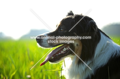 black tri colour australian shepherd with tongue out in a beautiful spring scenery