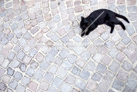 black cat lying in a cobbles street