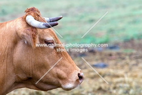 limousin cow, sideview