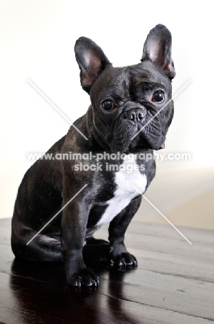 French Bulldog sitting on floor boards with cream background