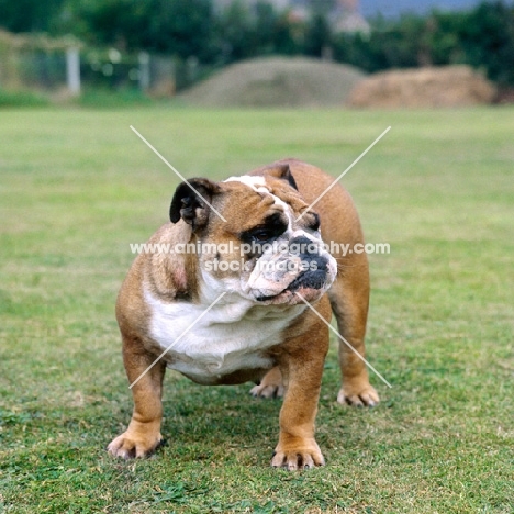 champion bulldog on grass