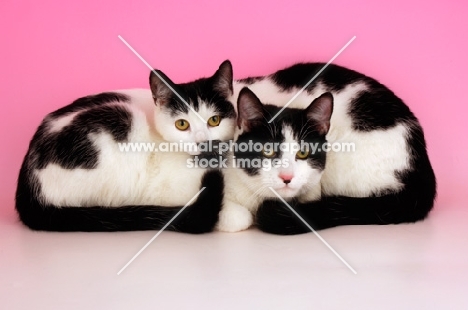 two black and white cats looking at camera