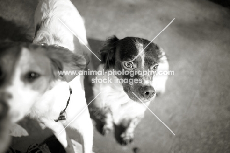 Black and white picture of white and liver Brittany and mongrel dog, Brittany looking frightened or sad