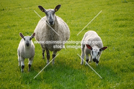 Bluefaced Leicester ewe and lambs