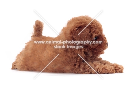 apricot coloured Toy Poodle puppy