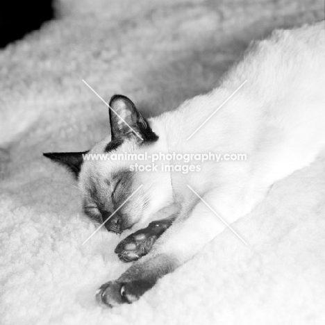 seal point siamese kitten asleep on a sheepskin rug, smiling