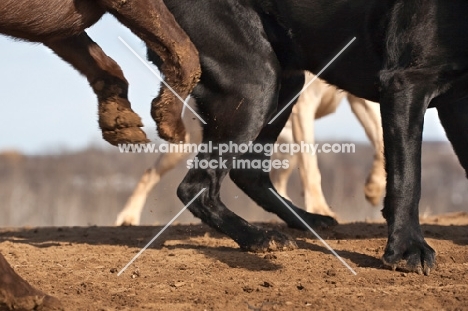 Labradors legs