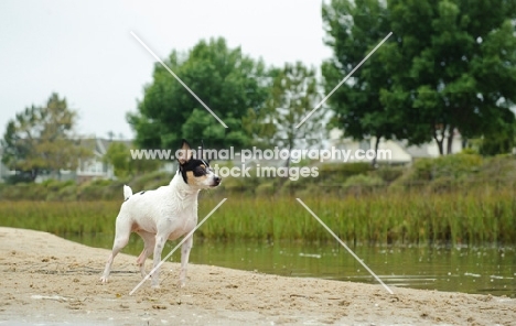 Toy Fox Terrier on sand near water