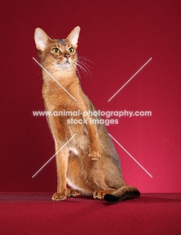 Abyssinian on red background