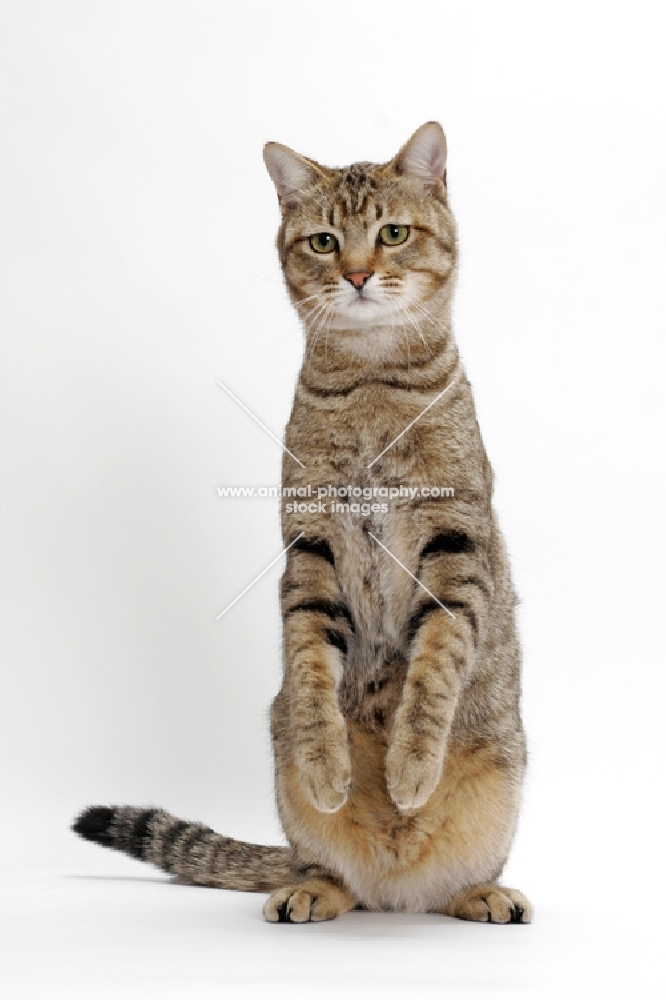 Brown Mackerel Tabby Cat, standing up