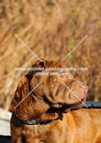 brown Shar Pei looking away