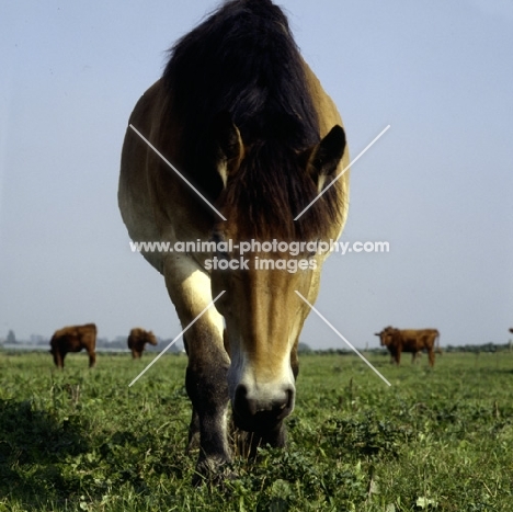 belgian mare with cattle in belgium, low angle