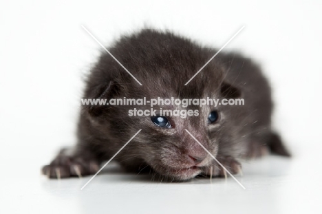 very young Peterbald kitten, 1 week old