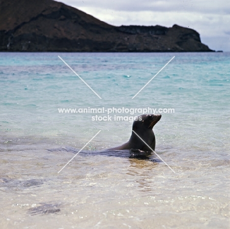 galapagos sea lion on sullivan bay, james island, galapagos islands