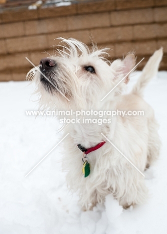 wheaten Scottish Terrier standing on snow smelling the air.